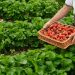CETYS and Berrymex use artificial intelligence (AI) to improve berry production in Baja California