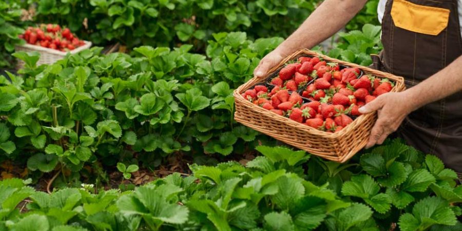 CETYS and Berrymex use artificial intelligence (AI) to improve berry production in Baja California