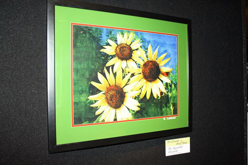 Inauguran Exposición De Girasoles y otras Flores