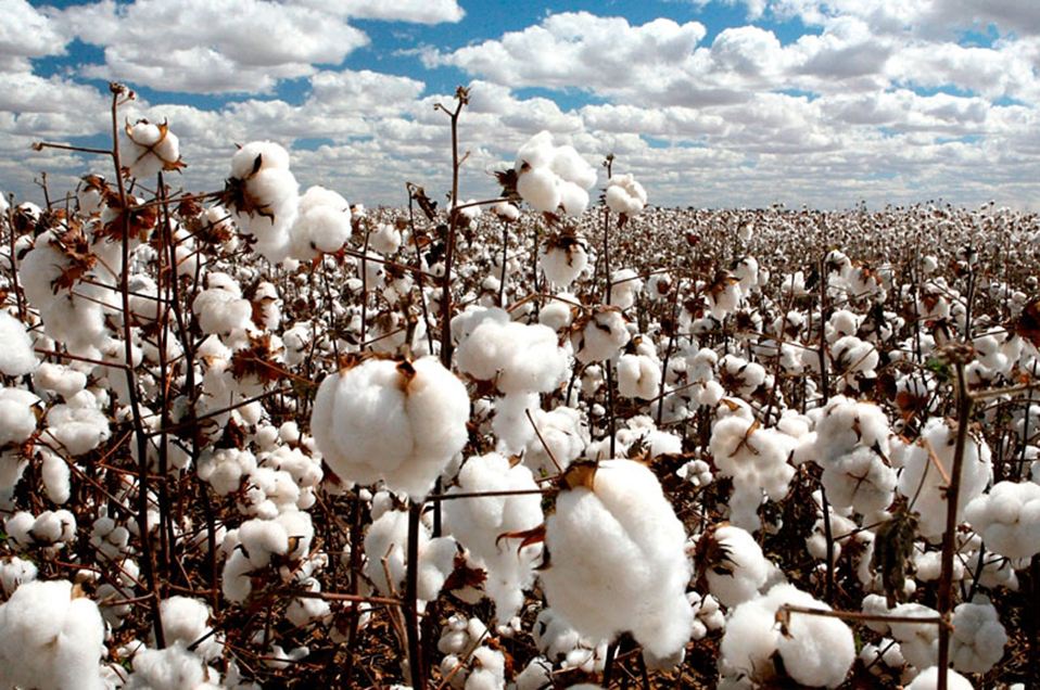 Valle de Mexicali, tierra con ventaja competitiva