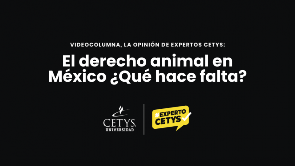 Videocolumna: El derecho animal en México ¿Qué hace falta?