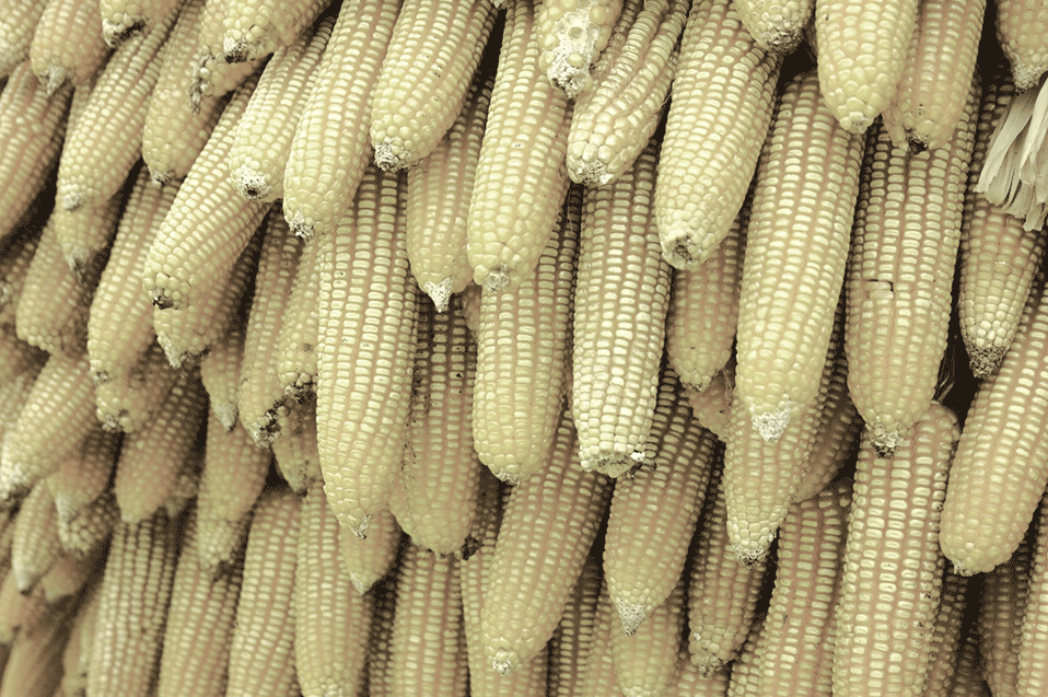 La disputa del maíz, EUA pide consulta en el T-MEC contra prohibición de importación en México