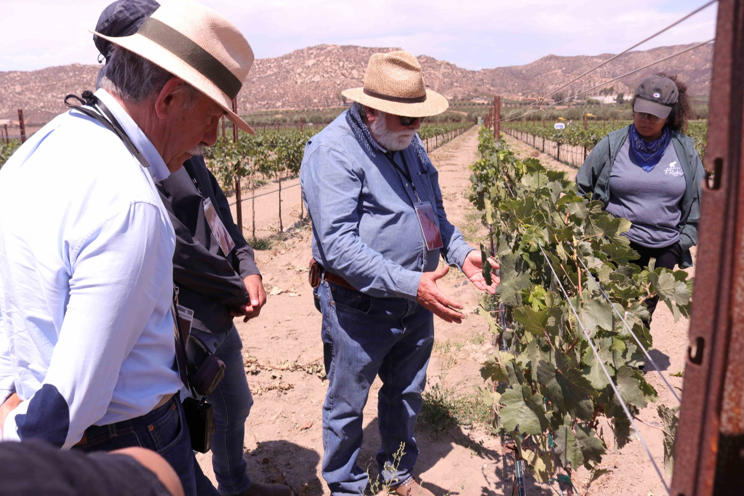 Visitas a viñedos.